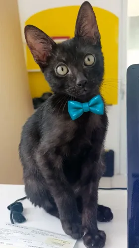 Doação Gato macho