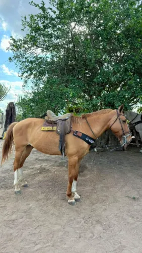 Cavalo de caminhada pra mulher e criança monta 