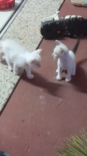 Doação de pet