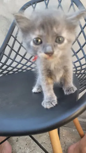 Adoção gato