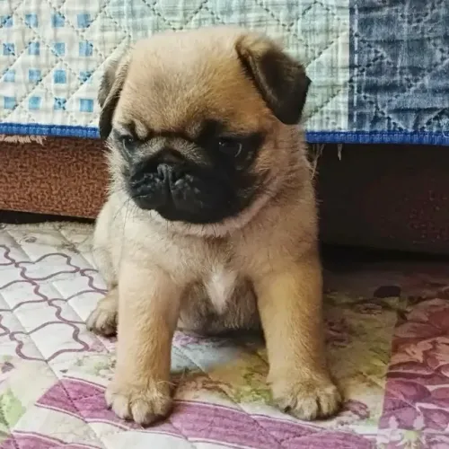 Filhotes de Pug | Amor que nunca falha.