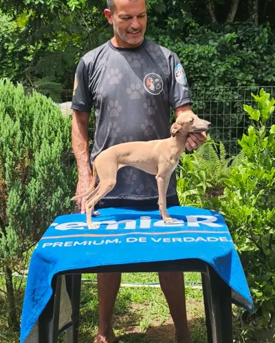 Galgo Italiano FEMEA - Ler o anúncio 