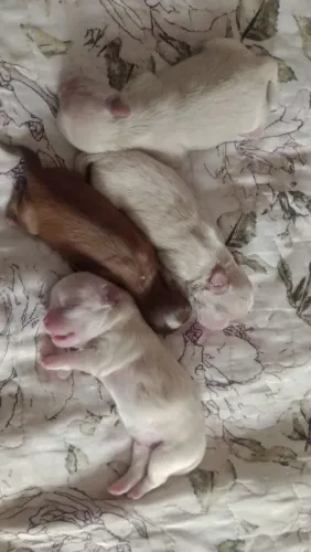 Filhotes de Shih Tzu ?