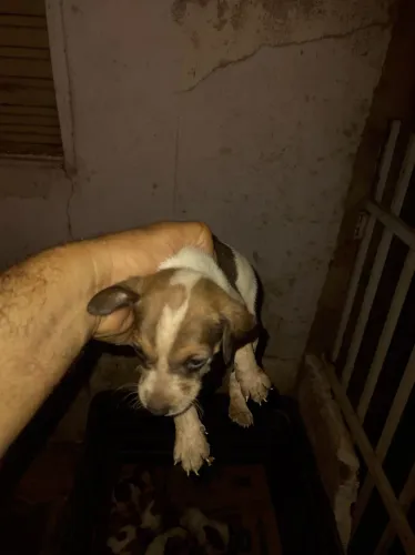 Doação de animais abandonados 