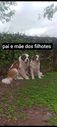Filhotes de São Bernardo