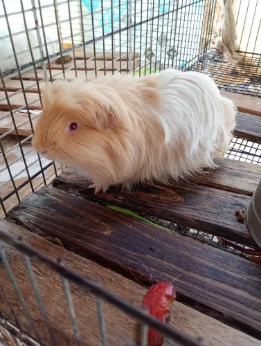 Porquinho da índia