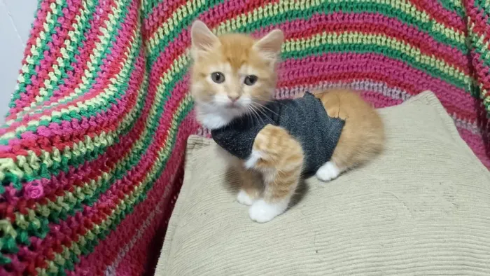 Gatinha filhote amarela linda para adoção