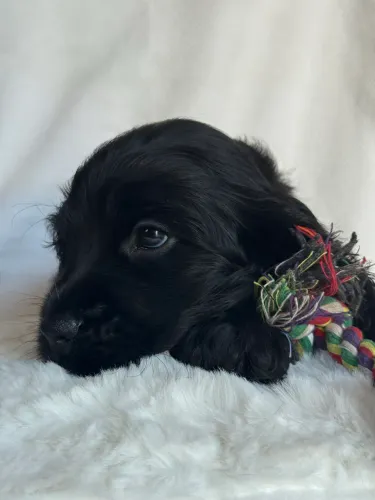 Filhotes Cocker Spaniel Inglês - Pronta Entrega