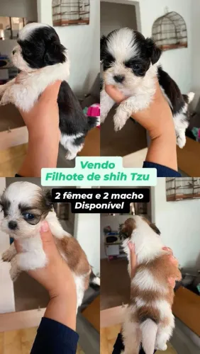 Vendo filhotes de shih Tzu 