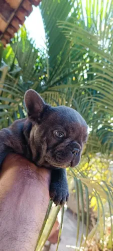 Buldog francês Blue macho