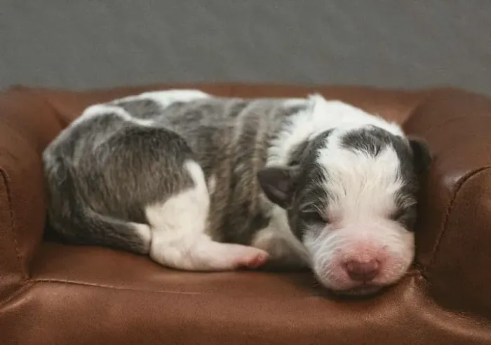 Filhotes de Border Collie | Peludinhos que conquistam fácil!