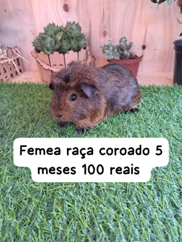 Porquinhos da índia 