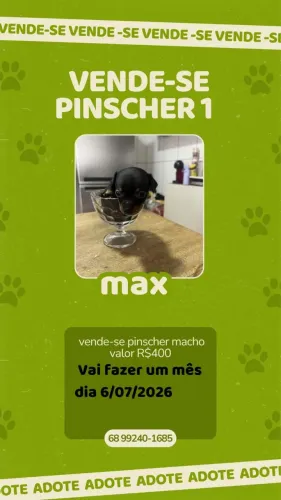 Cachorro pinscher 1