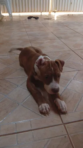 Doação de um Pitbull de 3 meses