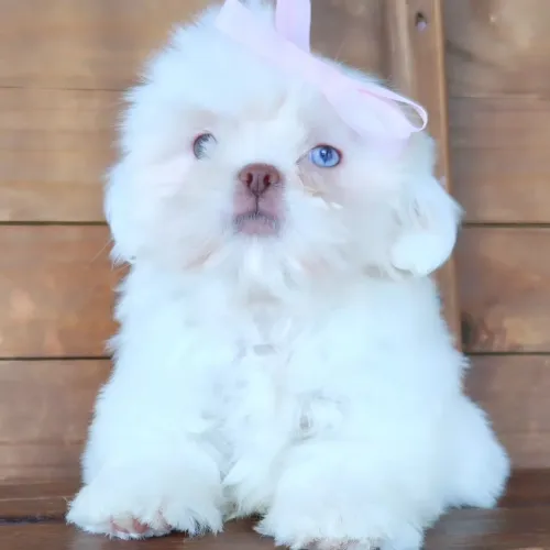 Shihtzu