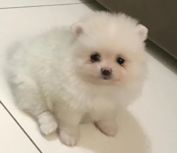 Lulu da Pomerânea Filhotes Fantásticos.