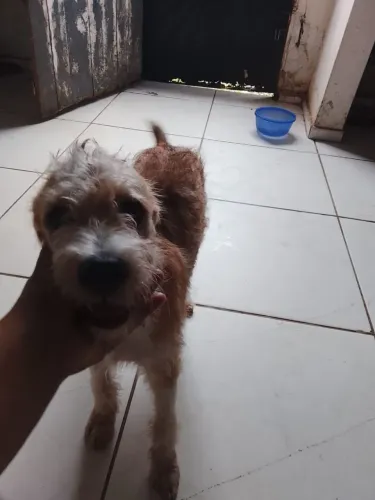 Doação responsável de casal de irmão poodle misturado com salsichão 