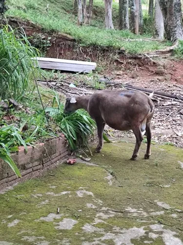 Ovelha