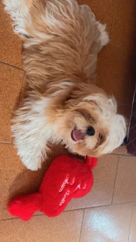 Cachorro