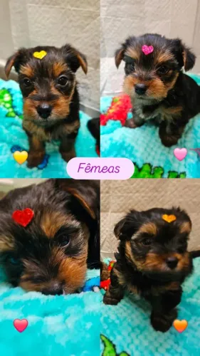 Filhotes de Yorkshire