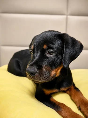 Rottweiler 