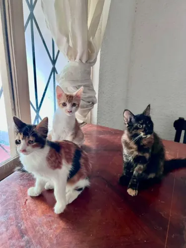 Filhotes de gatos