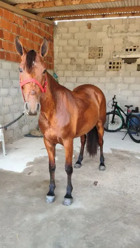 Potra mestiça de Quarto de Milha