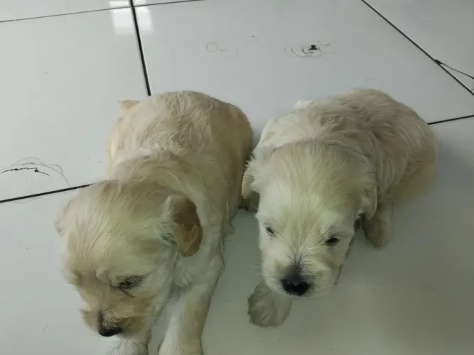 Vendo filhotes de poodle número 3