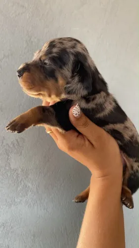 Cachorro salsicha mofado