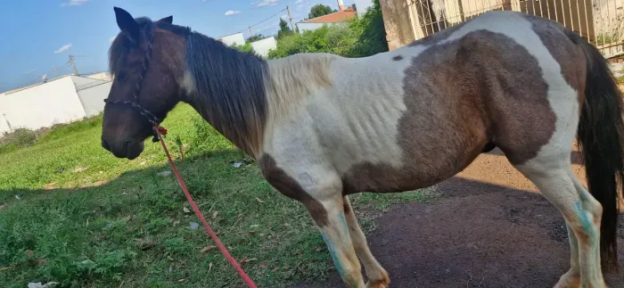 Cavalo manço