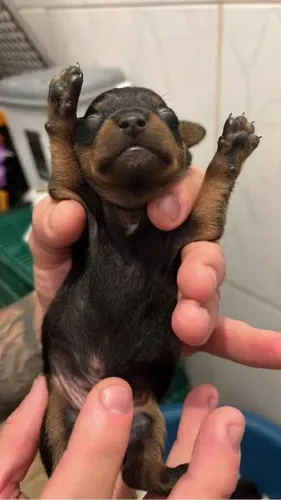 Doação pinscher macho