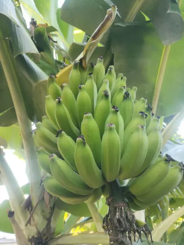 Banana Prata Orgânica 