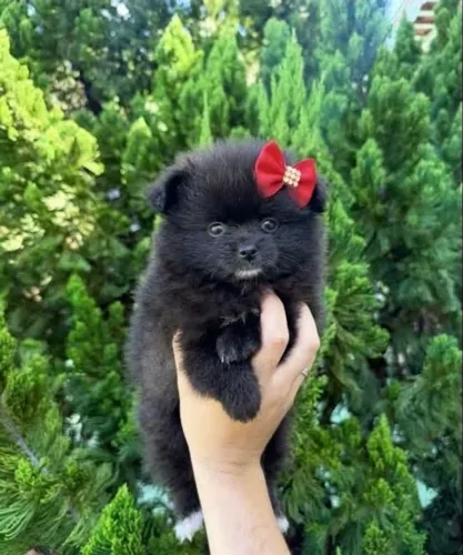 Lulu da Pomerania Fêmea black
