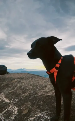 Cachorro adoção