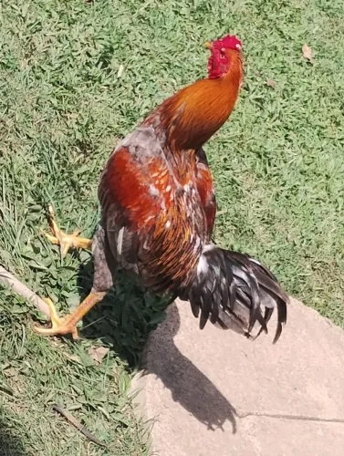 Galos