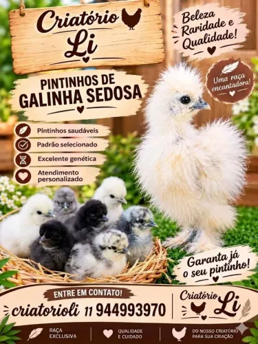 Vendo pintinhos sedosa do Japão