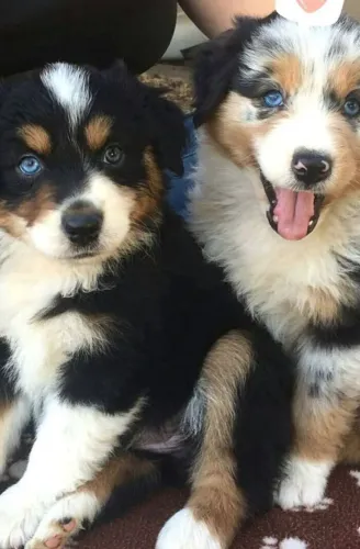 A pronta entrega lindos filhotes de Border Collie!!