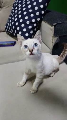 Lindo gatinho siamês pra adoção responsável 