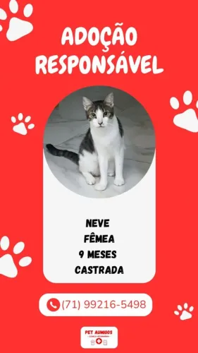 DOAÇÃO DE GATINHO
