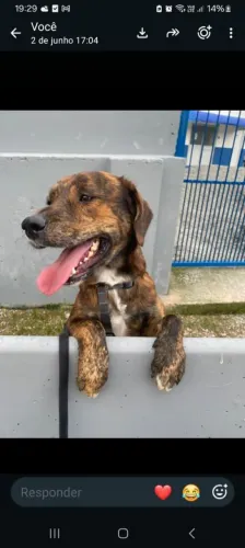 Muito fofo Zeus tigrao ADOÇÃO