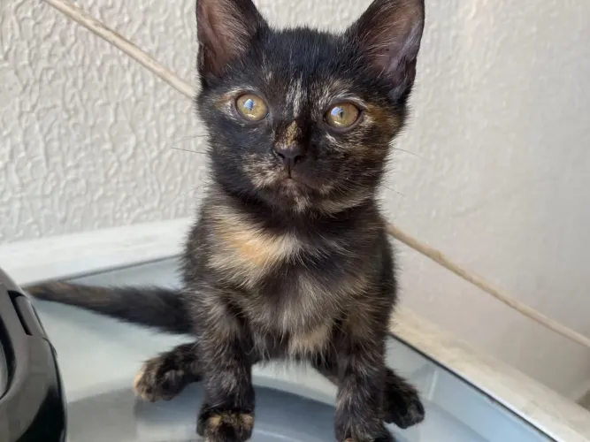 Doação de gatinha 