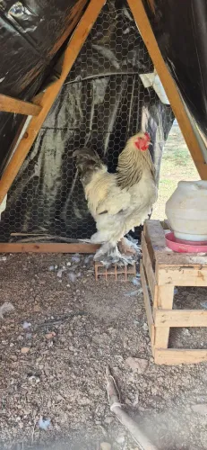 Casal Galinha Brahma