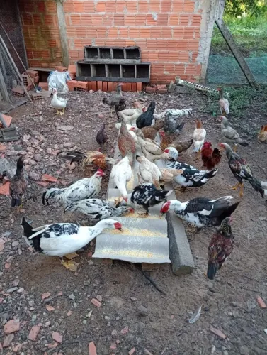 Galinhas ¨50,00, galos 90,00 e Patos. 60,00 (14 galinhas e galo 5 galos adultas. 4 pato ma