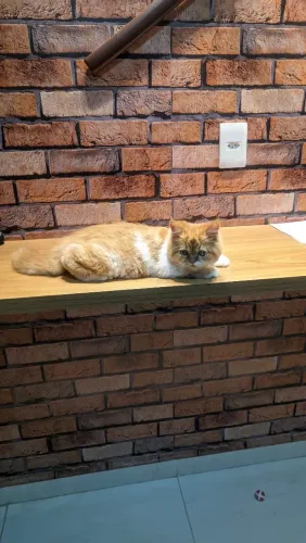 Filhote gato Persa fêmea
