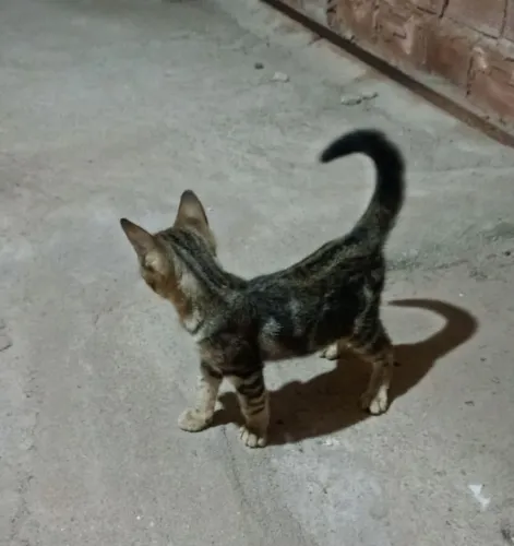 2 gatinhos para doação responsável 
