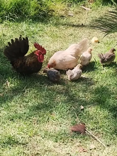 Pintinhos de Galizé nakasaqui