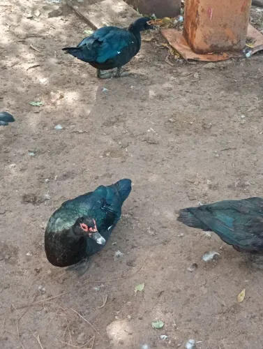 Patos à venda
