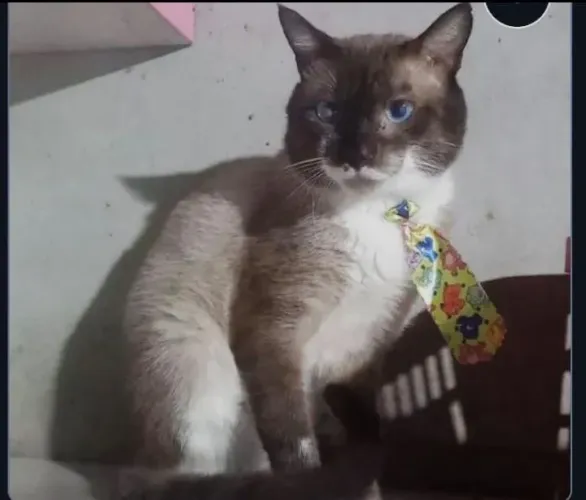 Macho siamês lindo castrado (somente para residência telada)