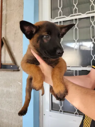Filhote de Pastor Belga Malinois fêmea