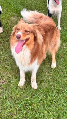 Filhotes de Border collie